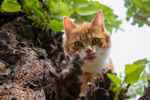 Foto um lindo gato loiro no meio de uma floresta verde.