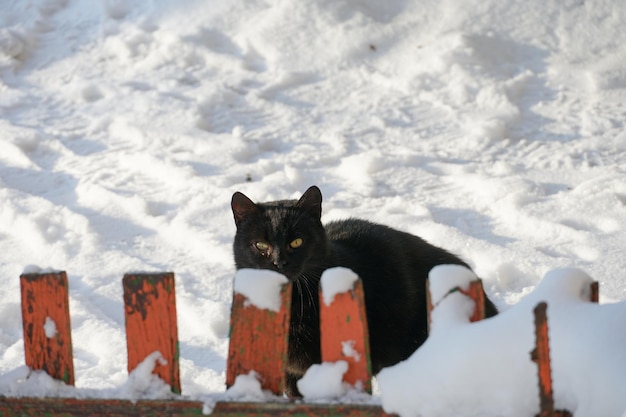 Um lindo gato preto caminha com confiança ao longo do quintal coberto de neve ao longo da cerca O gato está se divertindo na neve Andando com animais de estimação fora durante o inverno e a geada