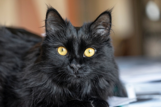 Um lindo gato preto deitado em uma mesa