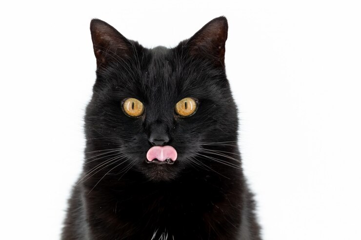 Um lindo gato preto posa em um fundo branco