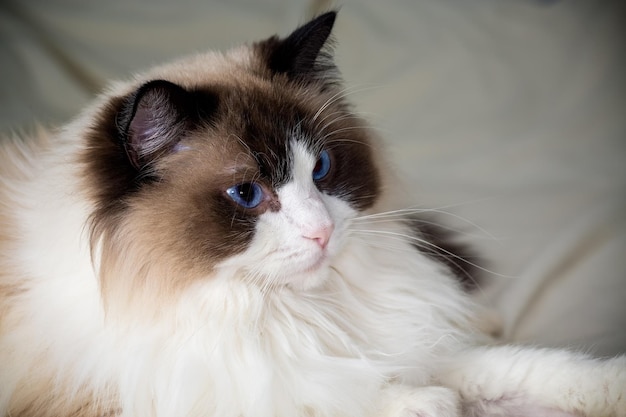 Um lindo gato Ragdoll de raça branca.