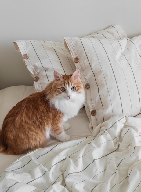 Um lindo gato roxo doméstico numa cama com roupa de cama de linho Uma manhã aconchegante