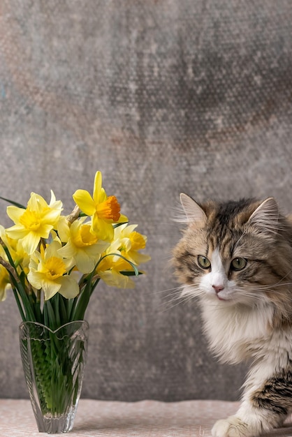 Um lindo gato senta-se perto de um vaso com narcisos amarelos foco seletivo