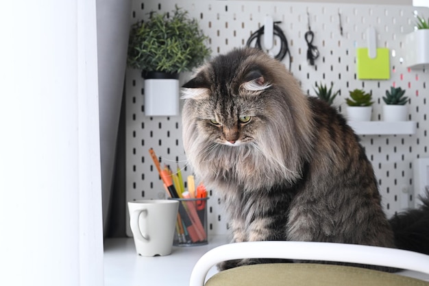 Um lindo gato sentado na mesa branca no escritório em casa