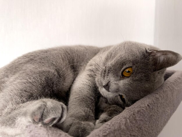 Um lindo gato Shorthair doméstico com olhos amarelos