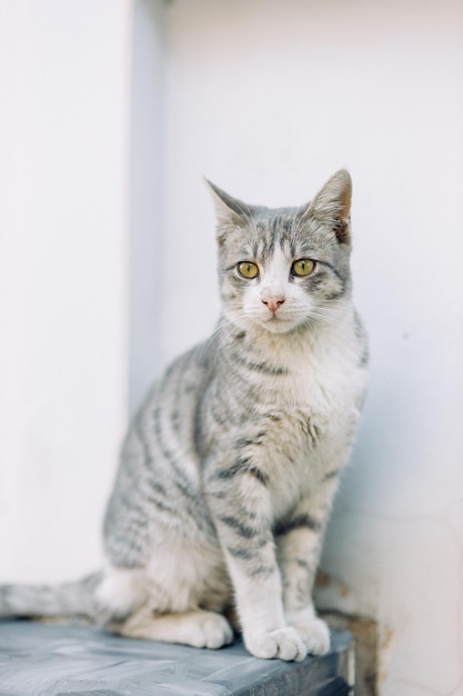 Um lindo gato vadio está observando a rua O problema dos animais de estimação um gato abandonado