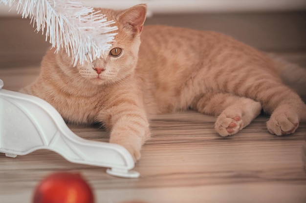 Um lindo gato vermelho doméstico brinca com brinquedos de Natal perto de uma árvore de Natal artificial