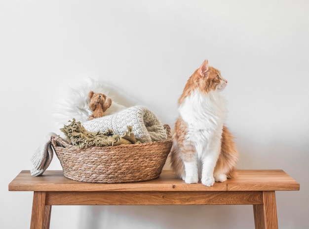 Um lindo gato vermelho e uma cesta com cobertores aconchegantes em um banco de madeira