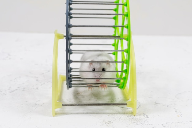 Um lindo hamster Dzungarian de estimação branco senta-se em uma gaiola e olha