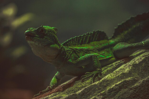 Um lindo lagarto posando só para mim