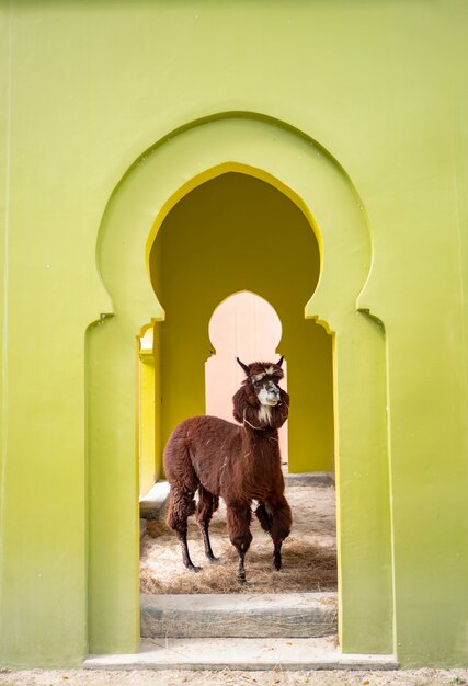 Um lindo lama no zoológico