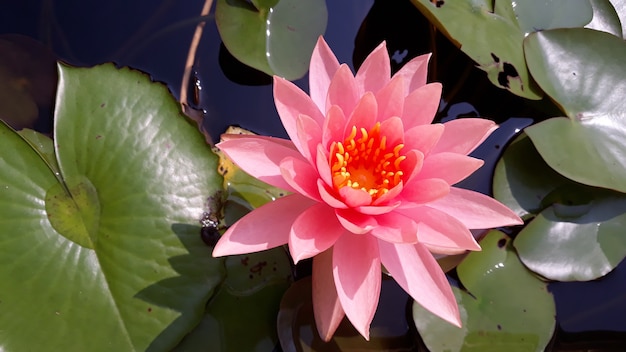 Um lindo lótus rosa na lagoa