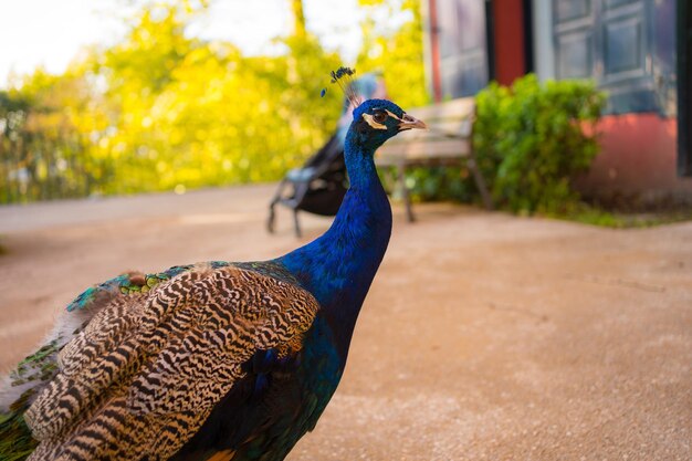 Um lindo pavão azul passeando pelo parque da cidade