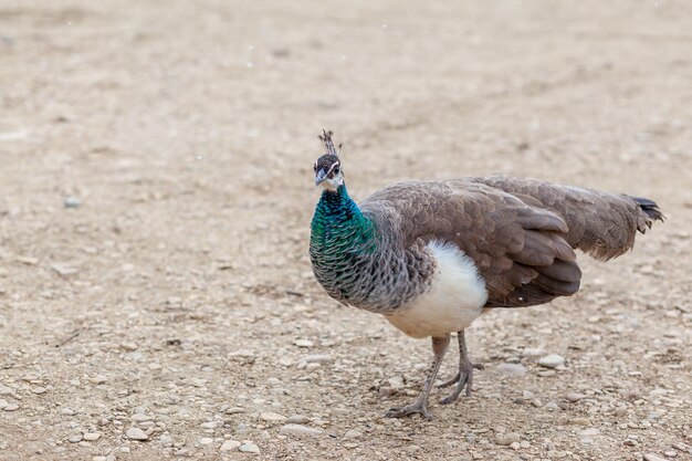 Um lindo pavão com penas brilhantes caminha ao lado de turistas e pede comida