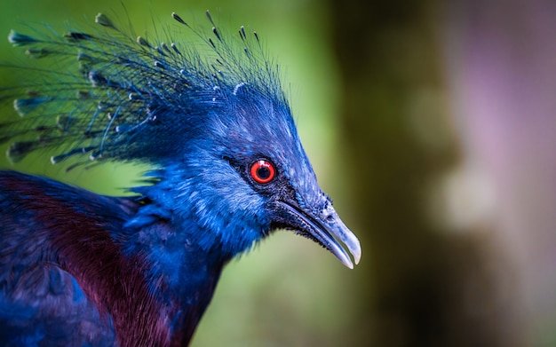 Um lindo pavão de plumagem