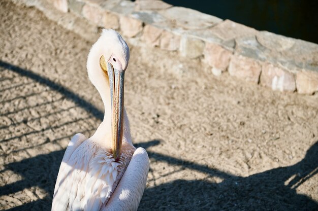 Foto um lindo pelicano rosa no zoológico em um lindo dia ensolarado de primavera