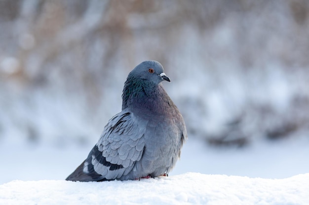 Um lindo pombo senta-se na neve em um parque da cidade no inverno. Close-up de pombos no inverno