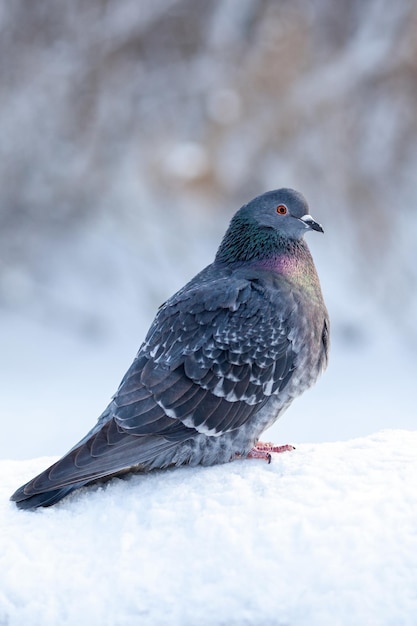 Um lindo pombo senta-se na neve em um parque da cidade no inverno. Close-up de pombos no inverno