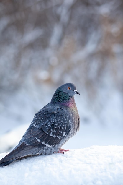 Um lindo pombo senta-se na neve em um parque da cidade no inverno. Close-up de pombos no inverno