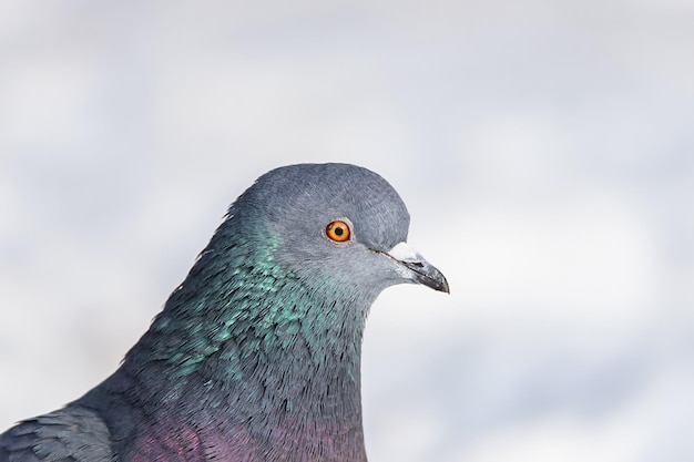 Um lindo pombo senta-se na neve em um parque da cidade no inverno x9