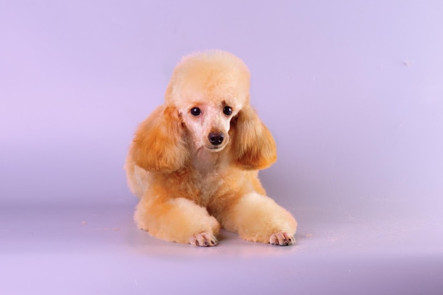 Um lindo poodle jovem fica na frente de um fundo claro depois de preparar um cachorro em um salão de animais