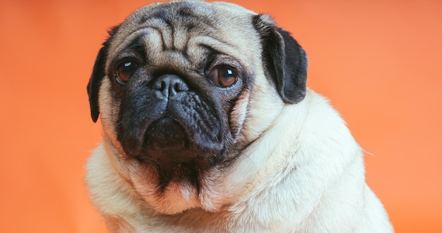 Um lindo pug senta-se em um fundo laranja