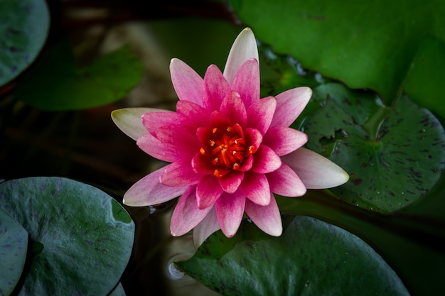 Um lindo rosa waterlily ou flor de lótus na lagoa