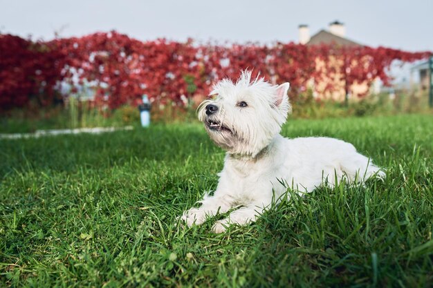 Foto um lindo terrier branco das terras altas ocidentais caminha no quintal na grama verde no sol do outono