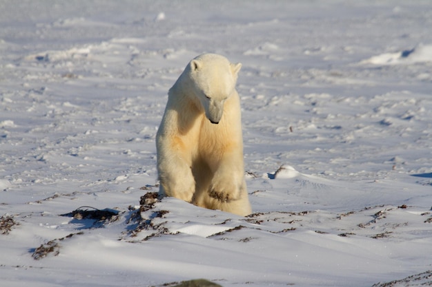 Um lindo urso polar pulando na neve em um dia ensolarado, perto de Churchill, Manitoba, Canadá