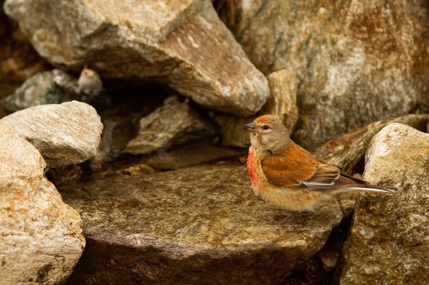 Um linnet comum, linaria cannabina, pequeno pássaro com peito vermelho entre as rochas