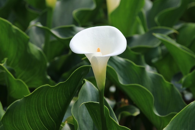 Um lírio branco é cercado por folhas verdes florescendo branco Calla lilyArum lilyGold calla