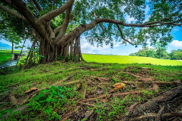 Um local público para viagens de lazer gramado amplo e grande paisagem de árvores no parque para relaxar com a floresta natural Vista para a montanha Fundo de céu nublado de primavera com nuvem branca na Universidade de Chiang Mai