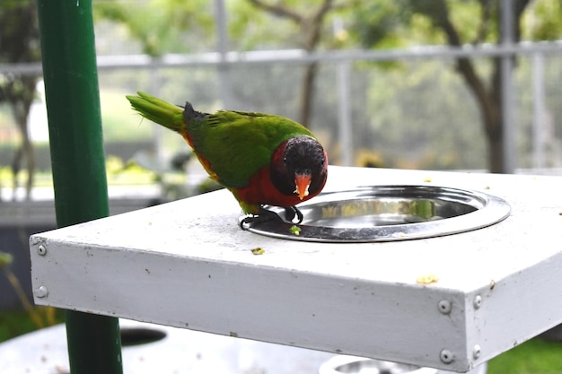 Um lorikeet