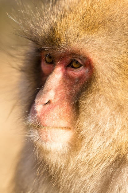 Um macaco bonito.