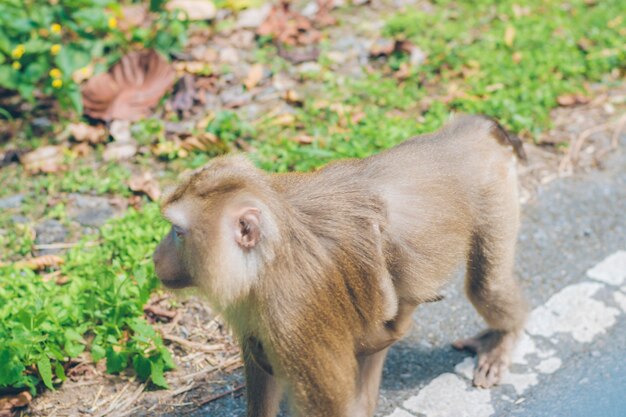 Um macaco caminhando na grama à beira da estrada