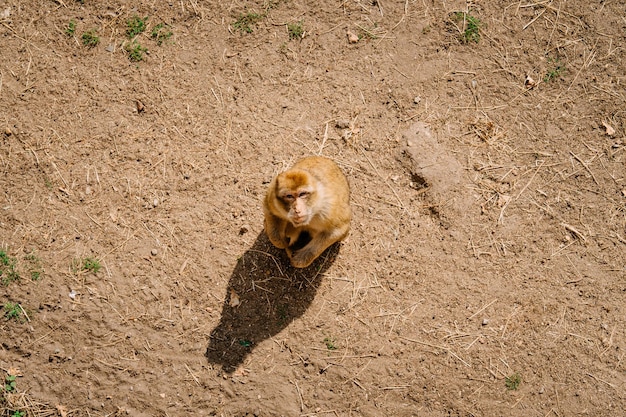 Foto um macaco castanho sentado no chão e olhando para cima