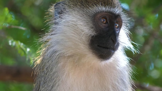 Um macaco com rosto preto e olho roxo.