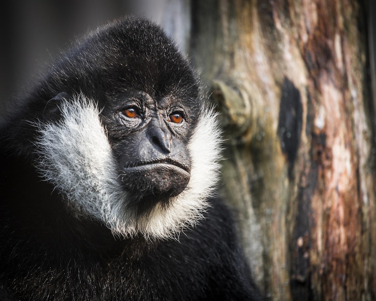 Foto um macaco com um rosto branco e olhos castanhos senta-se em uma árvore