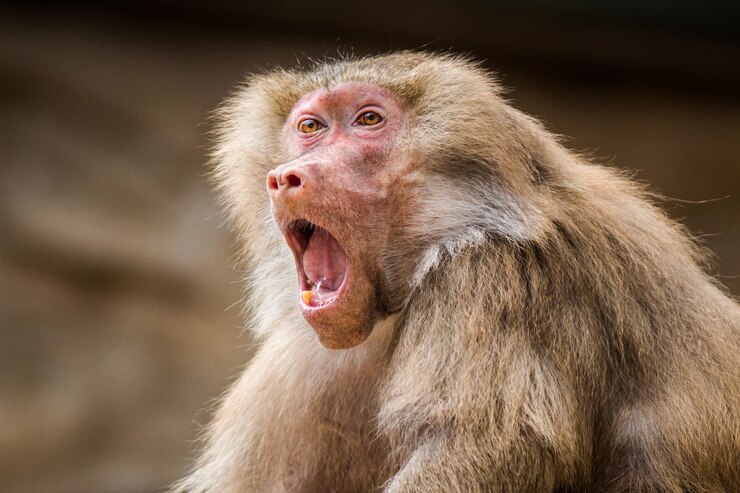 Foto um macaco com uma boca grande que diz macaco