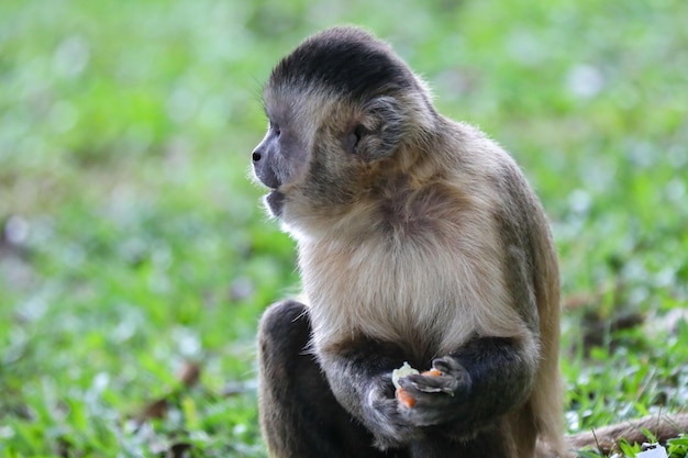 Um macaco comendo uma cenoura na costa rica