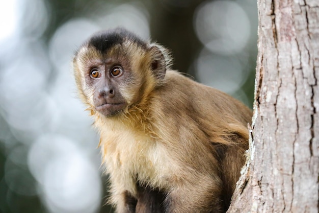 Um macaco em uma árvore