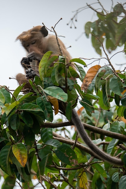 Um macaco engraçado sentado em um galho de árvore e brincando com os dedos