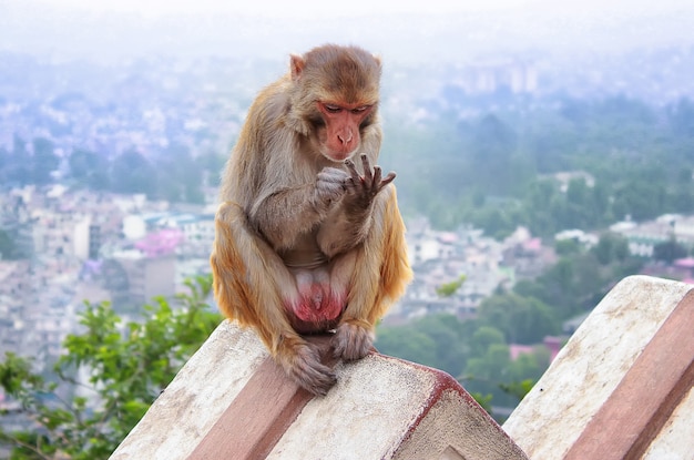 Um macaco está sentado em cima do muro Abaixo da cidade de Kathmandu na poluição matinal