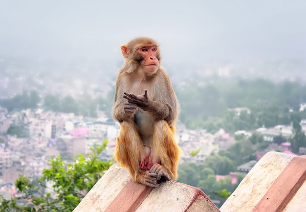 Um macaco está sentado na cerca abaixo da cidade de Katmandu na poluição da manhã