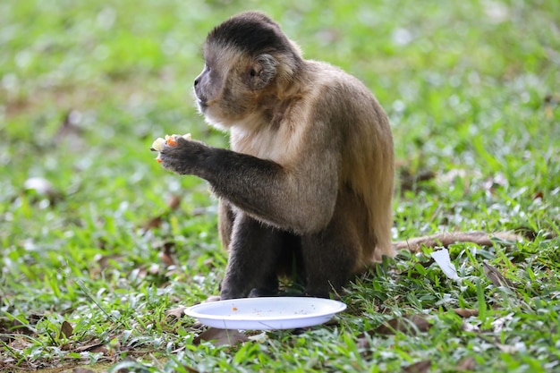 Um macaco está sentado na grama e comendo