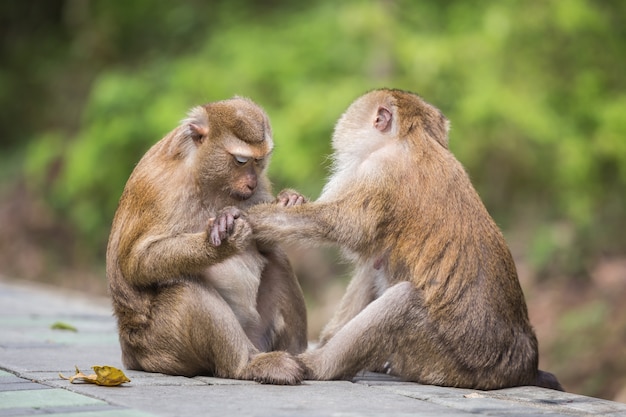 Um macaco masculino à procura de pulgas e carrapatos na fêmea