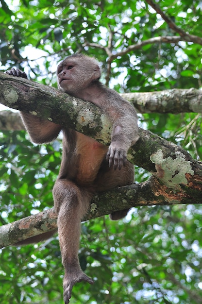 Um macaco na selva amazônica