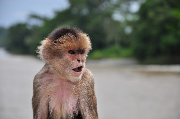 Um macaco na selva amazônica