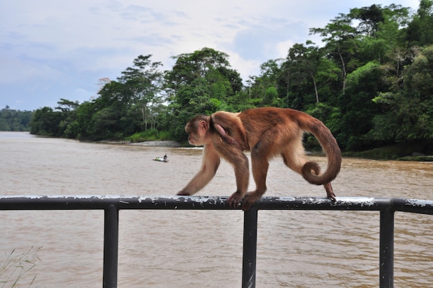 Um macaco na selva amazônica