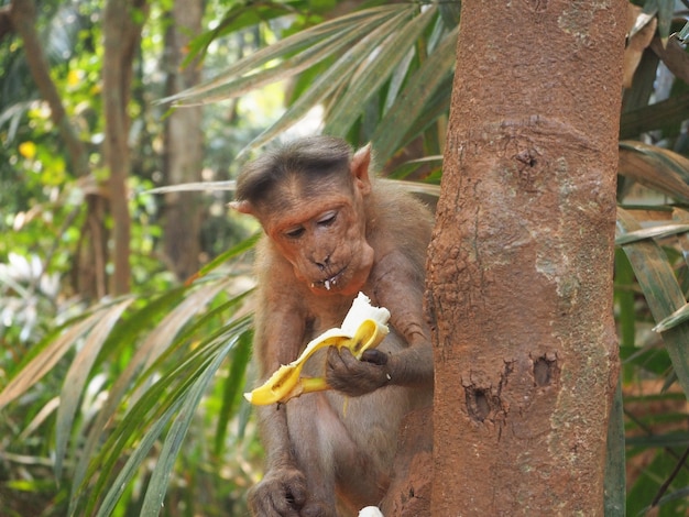 Um macaco na selva está sentado em uma árvore e comendo uma banana